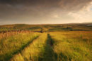 06-6360 Mickleton Moor and Hay Meadow with Track in Evening Light from Brownberry Plantation, Teesdale County Durham.  Taken as Bad Weather Begins to Clear